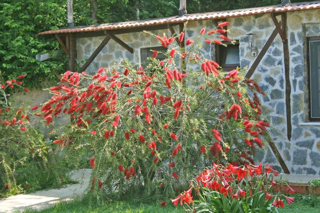 Ormanevi Otantik Otel Ağva Dış mekan fotoğraf